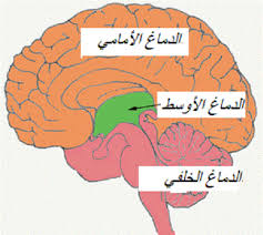 رسم تخطيطي يمثل أقسام الدماغ