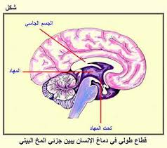 رسم تخطيطي  يمثل موقع المهاد وما تحت المهاد في الدماغ (المخ الأوسط)