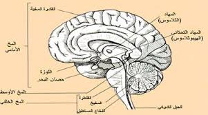 رسم تخطيطي يمثل المخ اللمبي