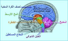 رسم تخطيطي يمثل الدماغ (المخ) الأوسط
