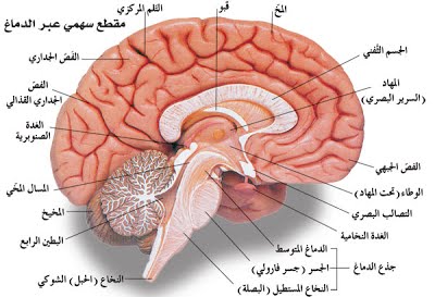 رسم تخطيطي يمثل الدماغ الخلفي