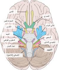 رسم تخطيطي يمثل أعصاب دماغية