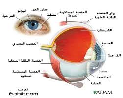 رسم تخطيطي يمثل مكونات العين