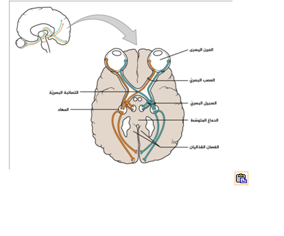 رسم تخطيطي يمثل المسارات البصرية في الدماغ