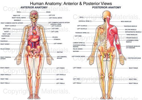 Human Anatomy