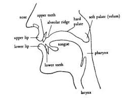 this image represents the parts of the vocal tract
