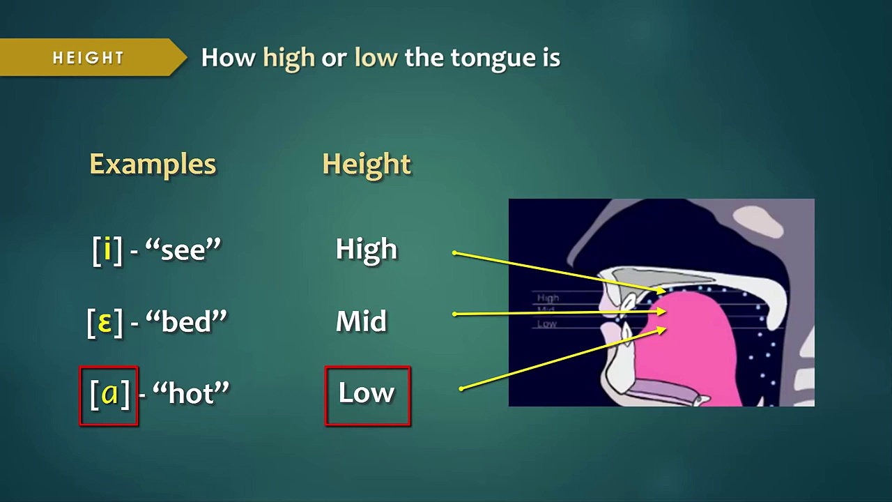 tongue position vowels phonetics classification