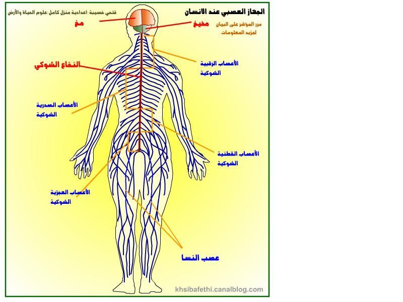 رسم تخطيطي يمثل الجهاز العصبي عند الإنسان